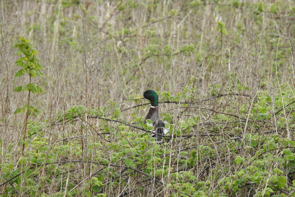 Canard colvert - ML617711088