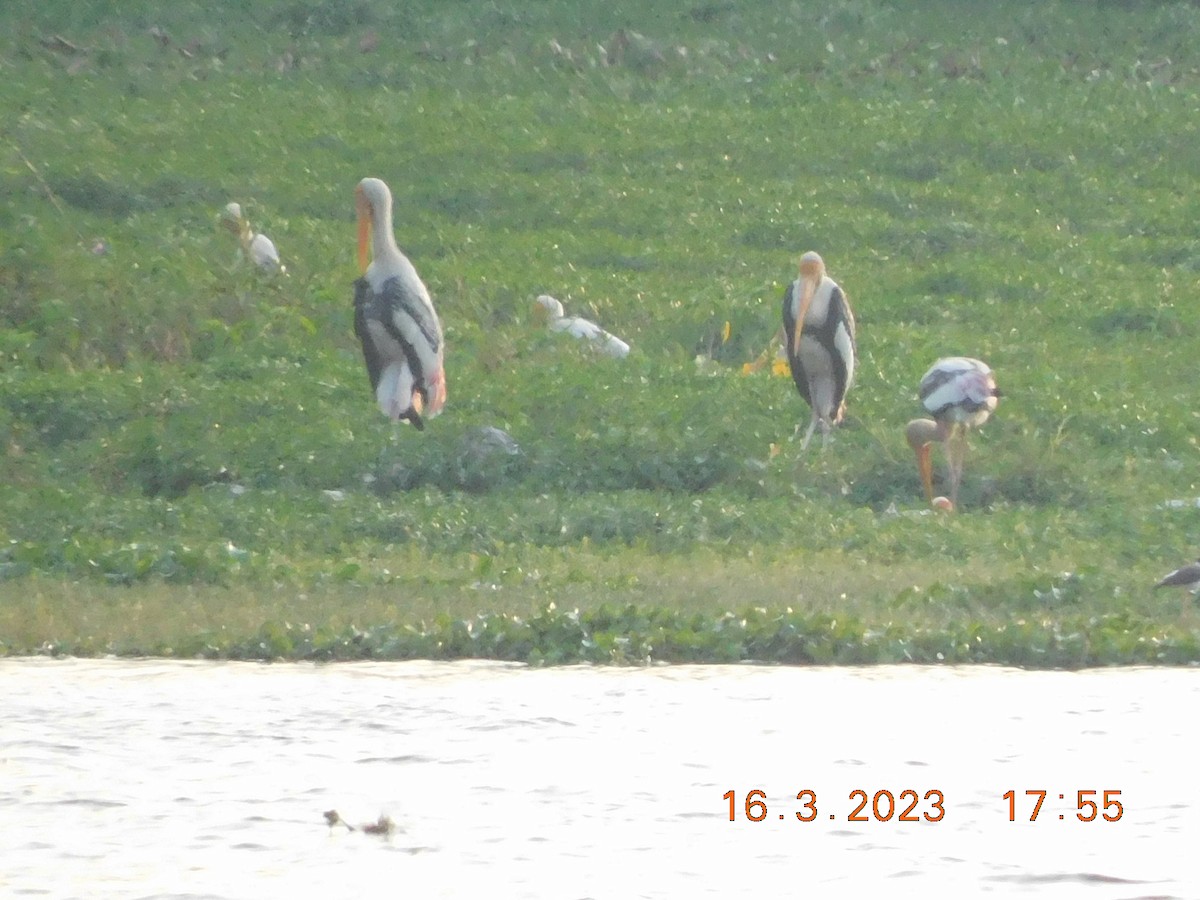 Painted Stork - ML617711091