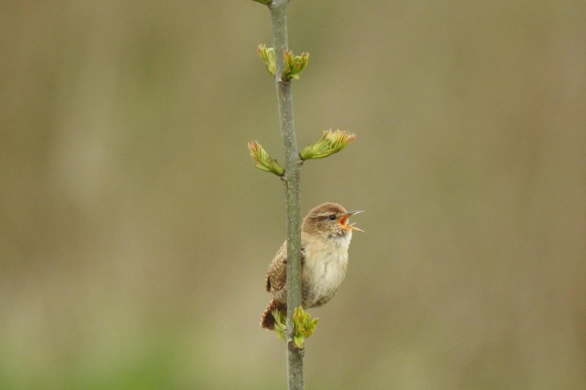 Eurasian Wren - ML617711113