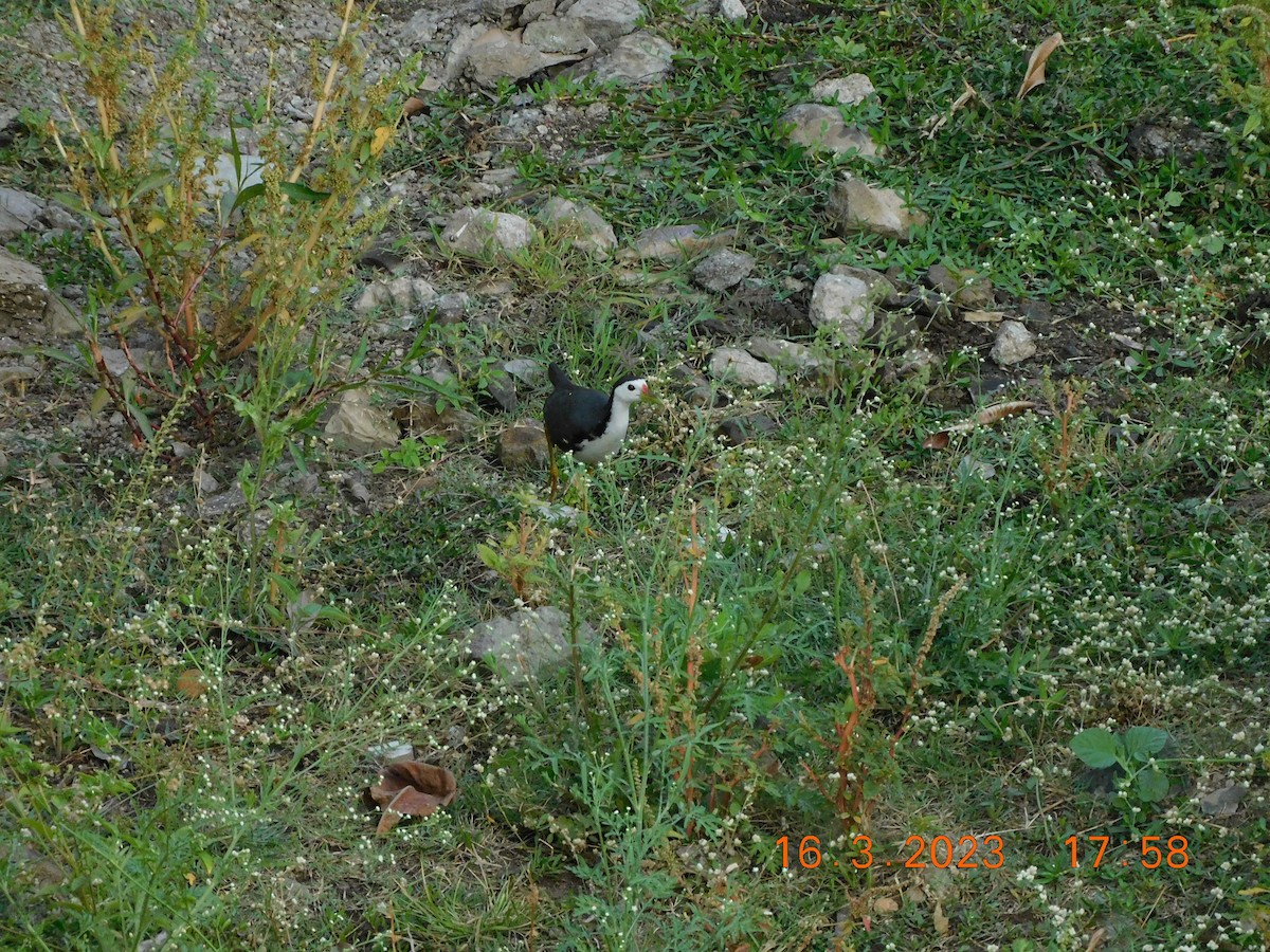 White-breasted Waterhen - ML617711114