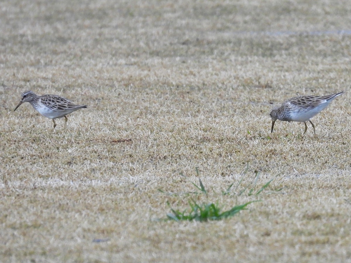 Graubrust-Strandläufer - ML617711118