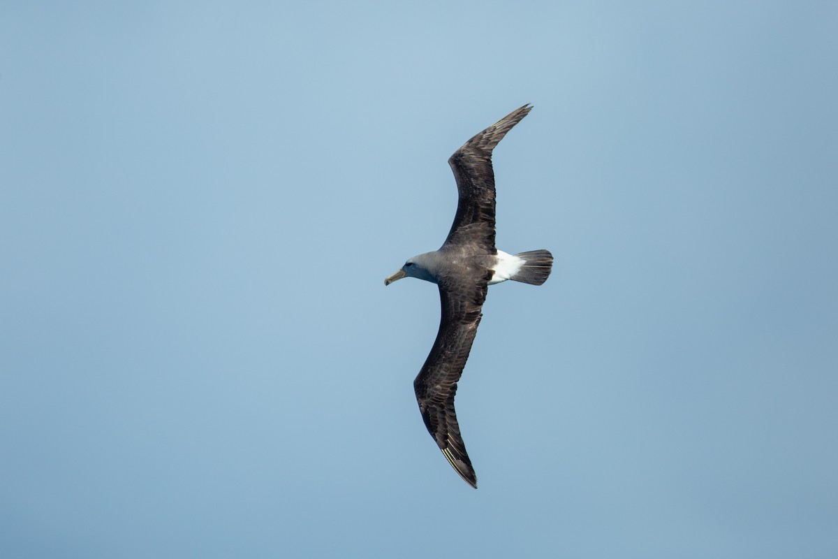 Salvin's Albatross - Morten Lisse