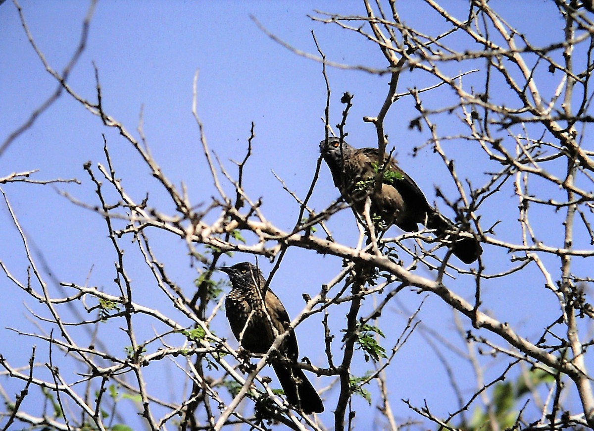 Brown Babbler - ML617711280