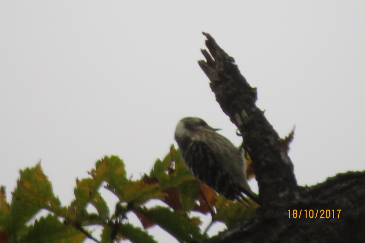 Japanese Pygmy Woodpecker - ML617711297