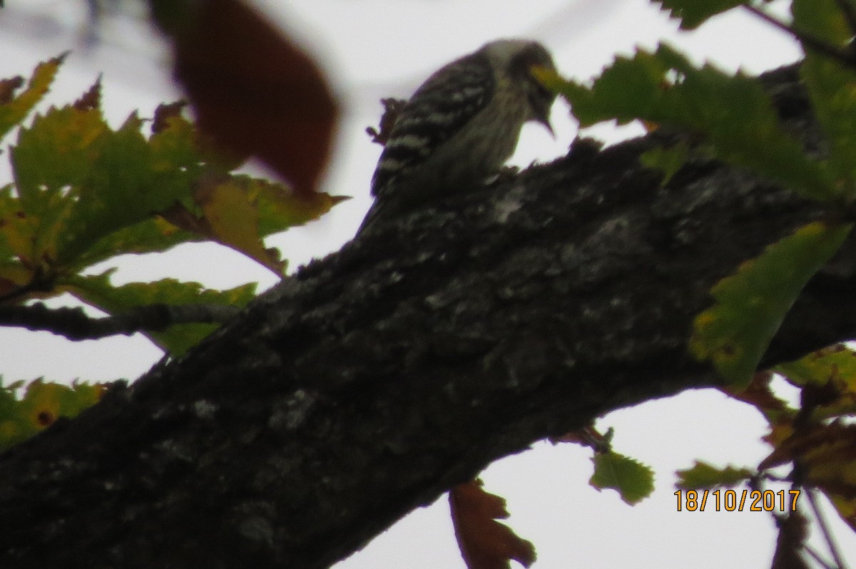 Japanese Pygmy Woodpecker - ML617711298