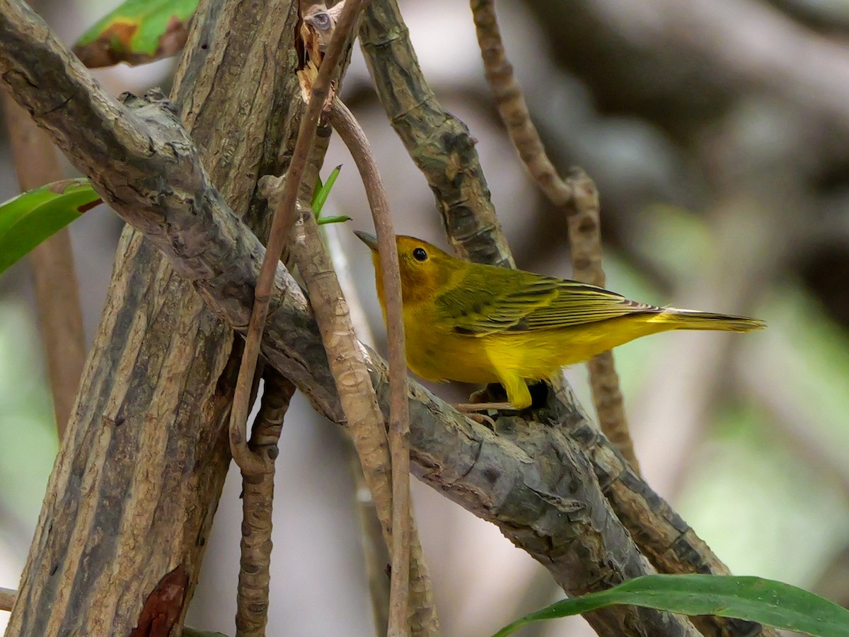 Yellow Warbler (Mangrove) - Henry Malec-Scott