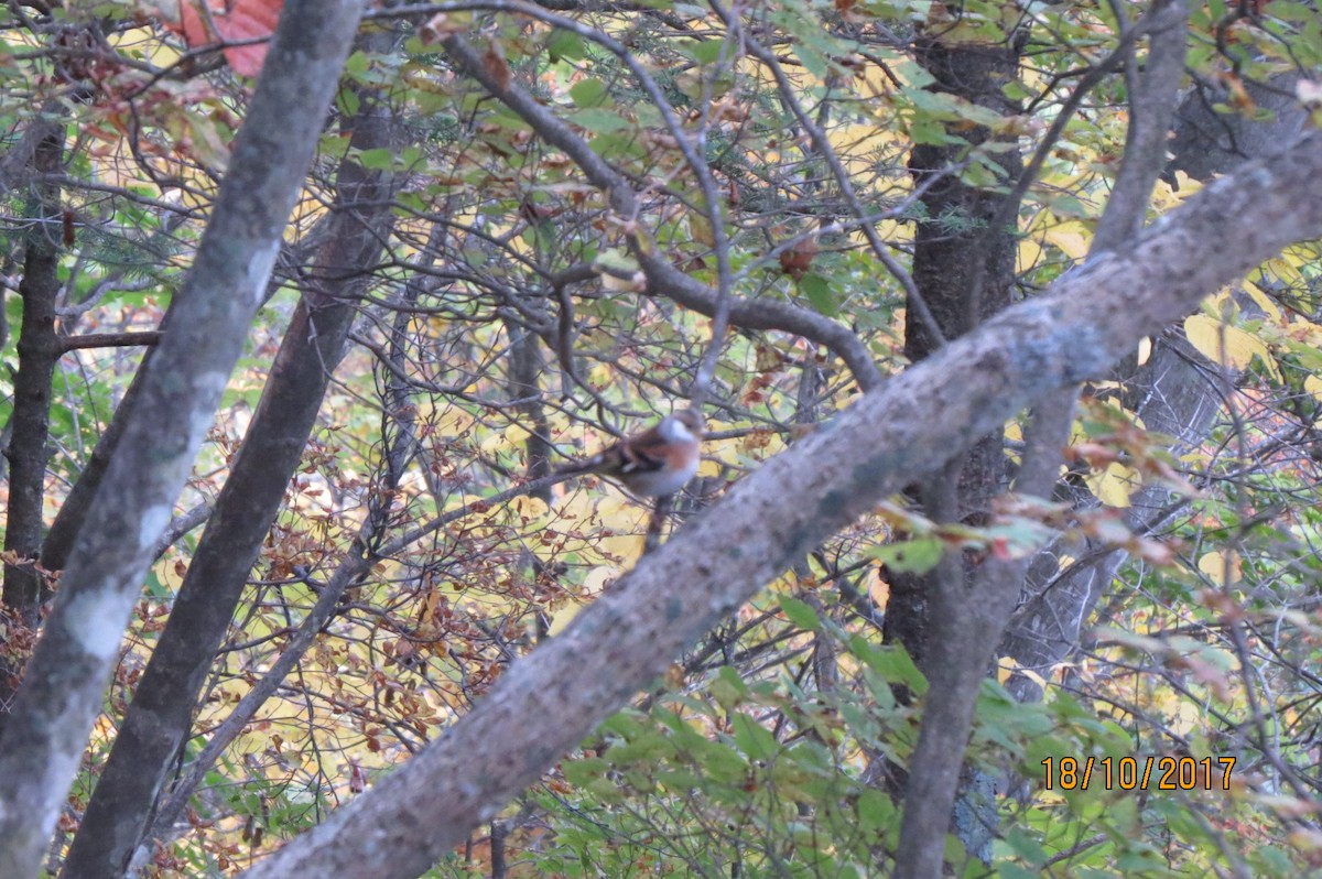 Eurasian Tree Sparrow - ML617711323