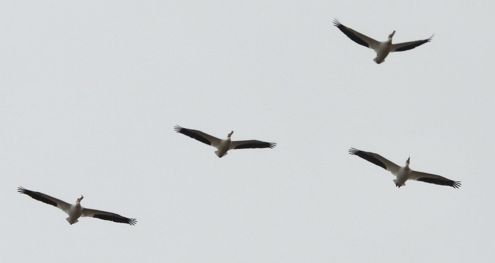 American White Pelican - ML617711348