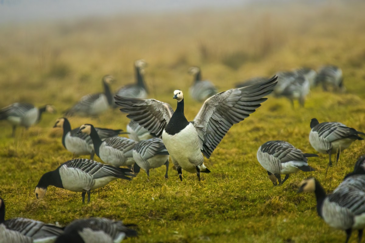 Barnacle Goose - ML617711395