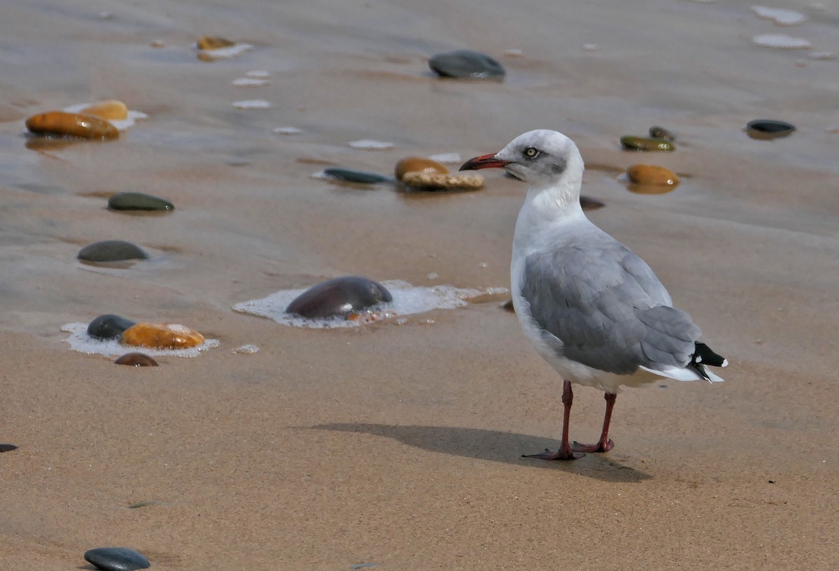 Gray-hooded Gull - ML617711436