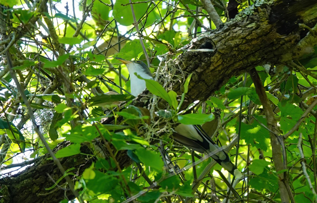 Yellow-billed Cuckoo - ML617711447