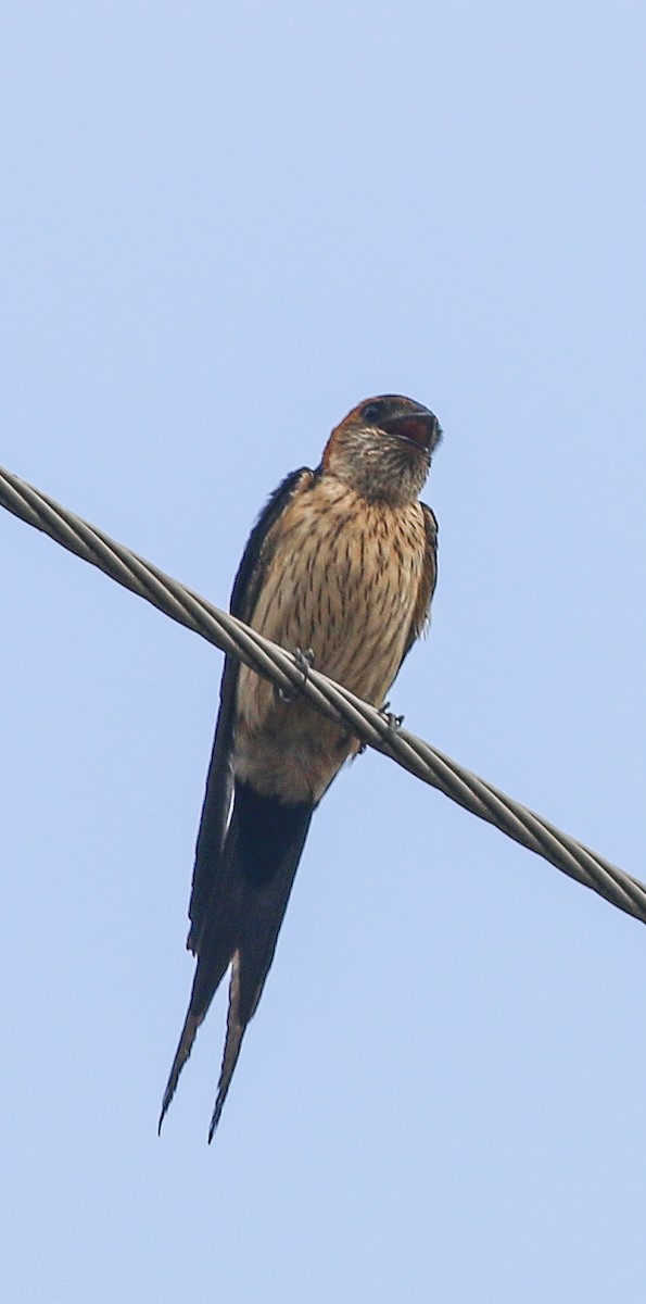 Red-rumped Swallow - ML617711452