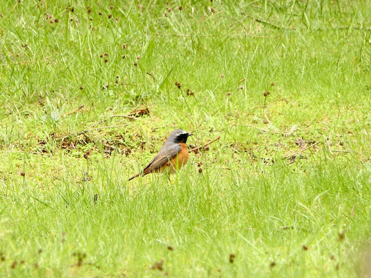 Common Redstart - ML617711460