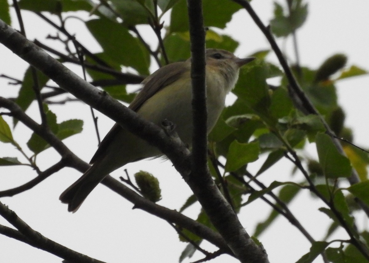Warbling Vireo - ML617711464