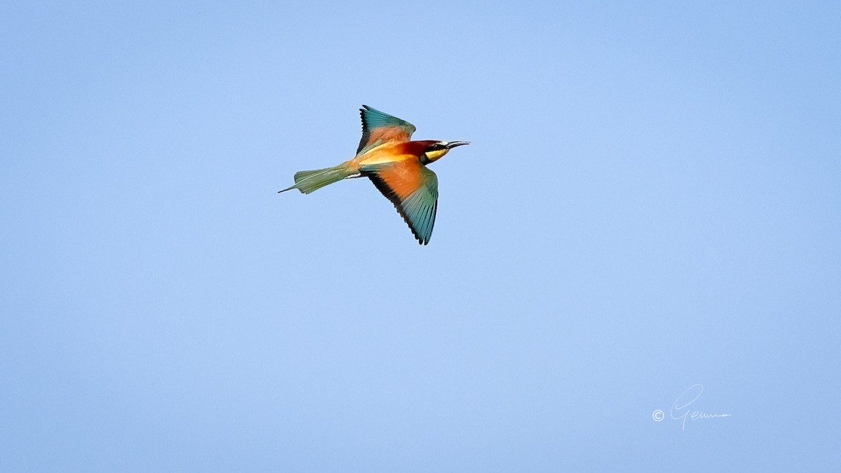 European Bee-eater - ML617711472