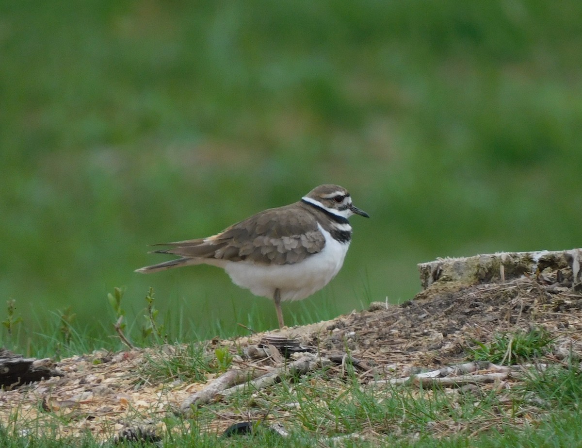 Killdeer - Amalie + Jeffrey Hutchinson