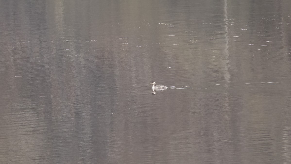 Red-necked Grebe - ML617711488