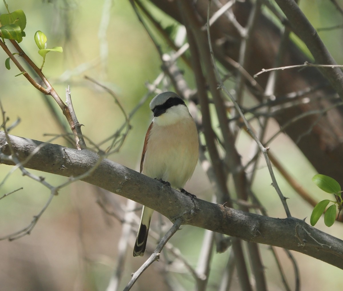 Red-backed Shrike - ML617711489