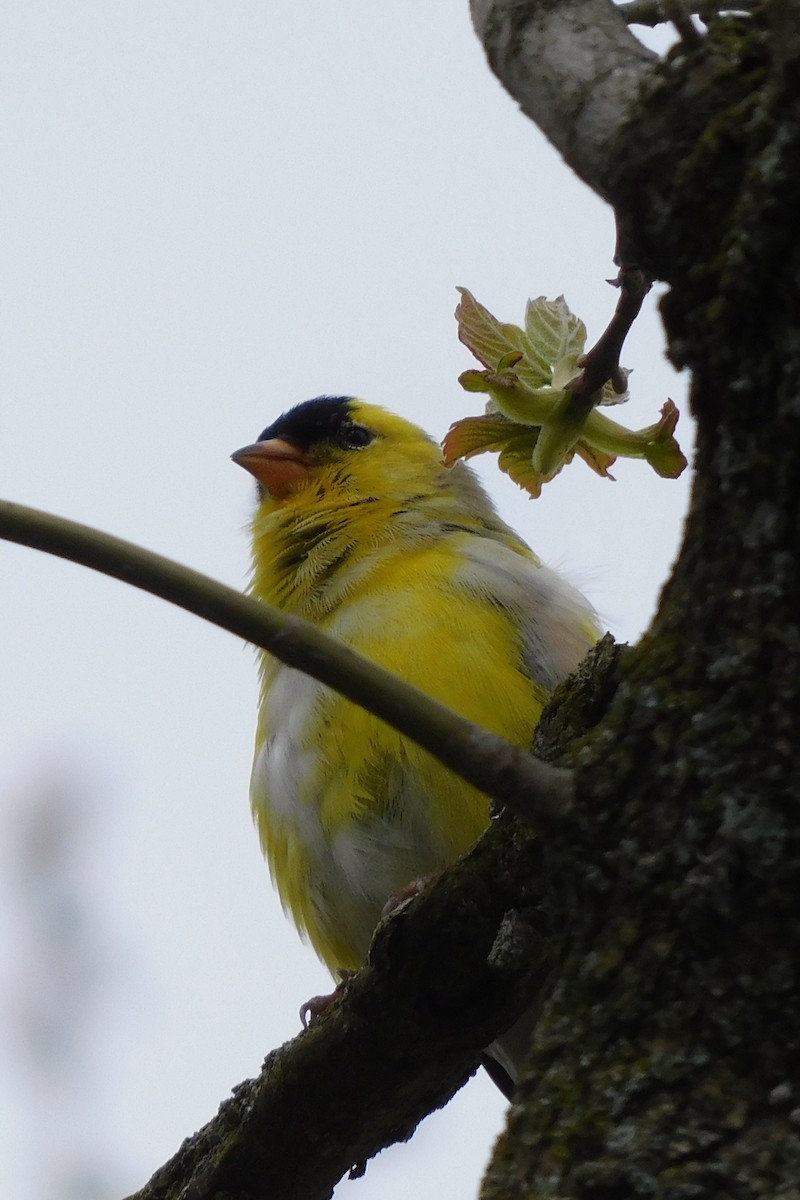 Chardonneret jaune - ML617711494