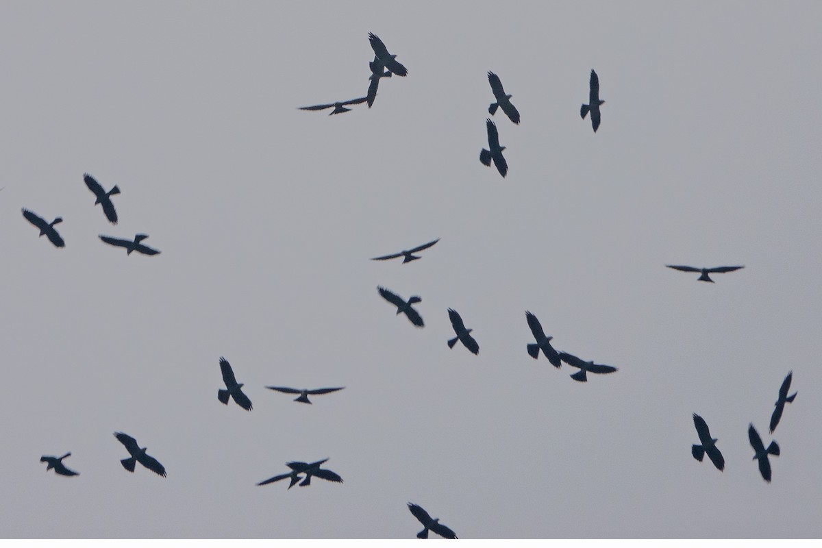 Mississippi Kite - ML617711501