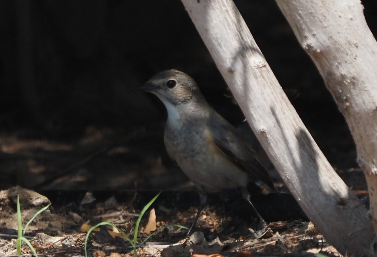 White-throated Robin - ML617711507