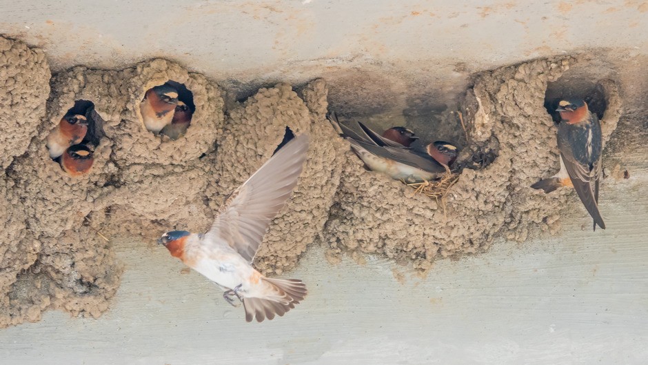 Cliff Swallow - Donald Sutherland