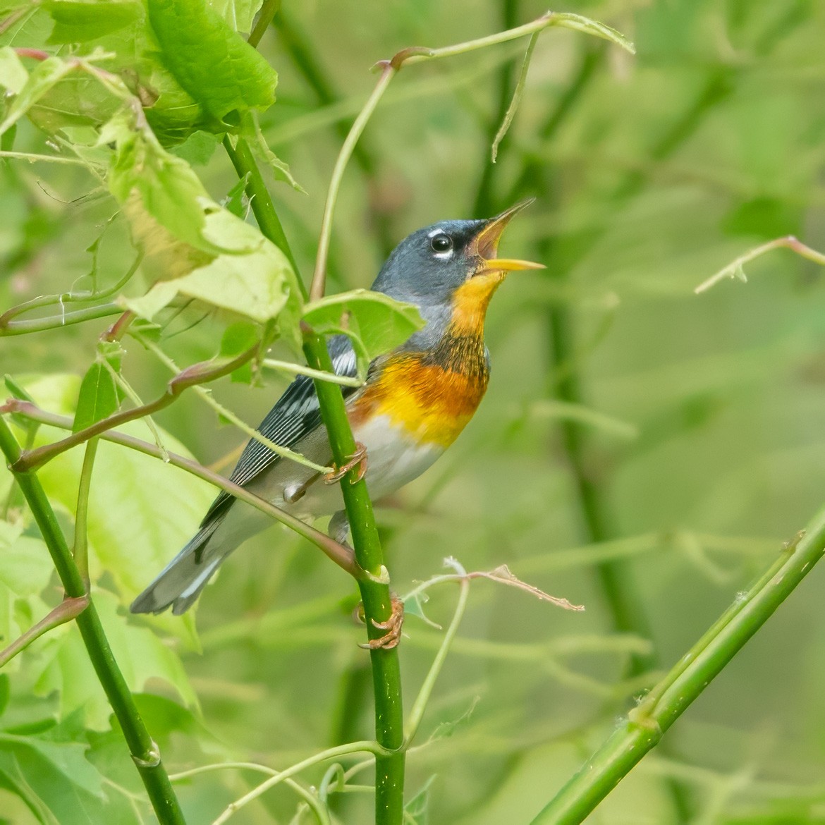 Northern Parula - Donald Sutherland