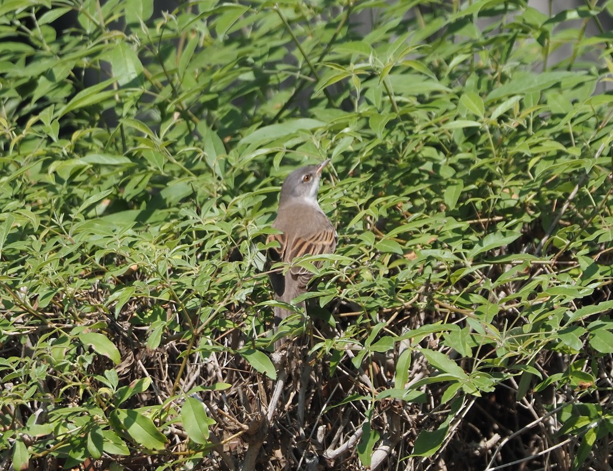 Greater Whitethroat - ML617711558