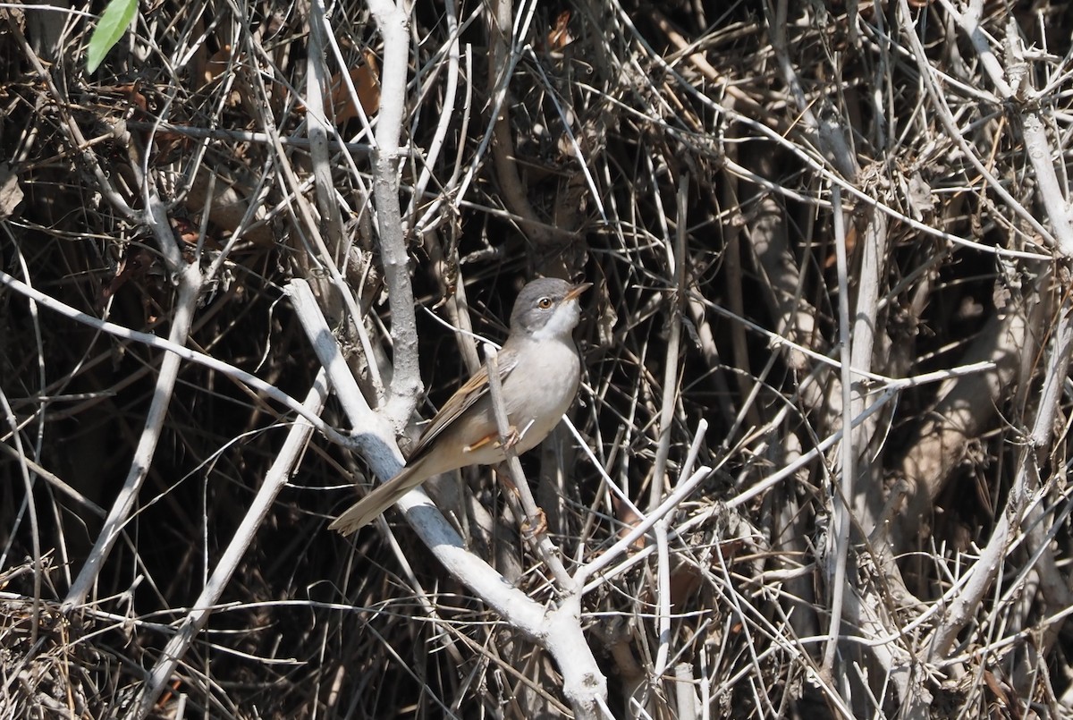 Greater Whitethroat - ML617711559