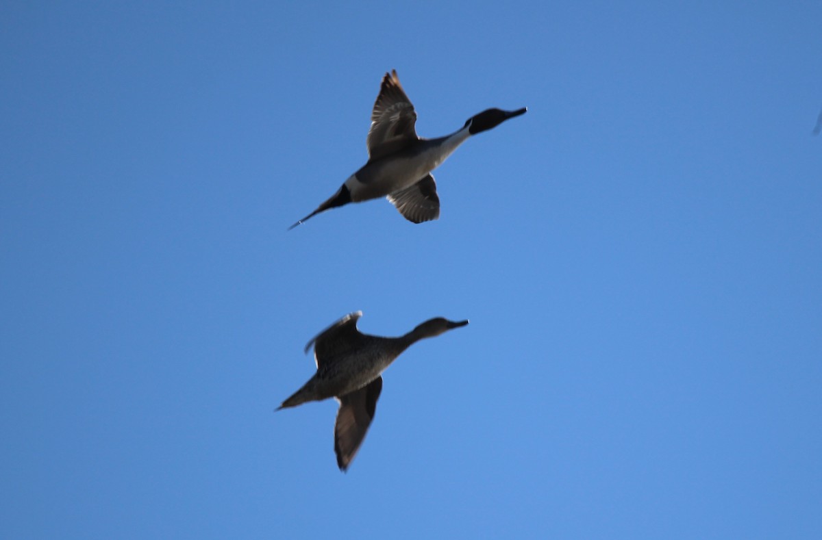 Northern Pintail - ML617711599