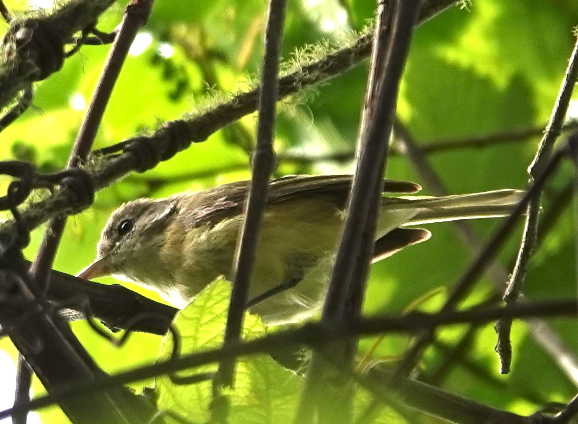 Bell's Vireo - Kathleen Coates