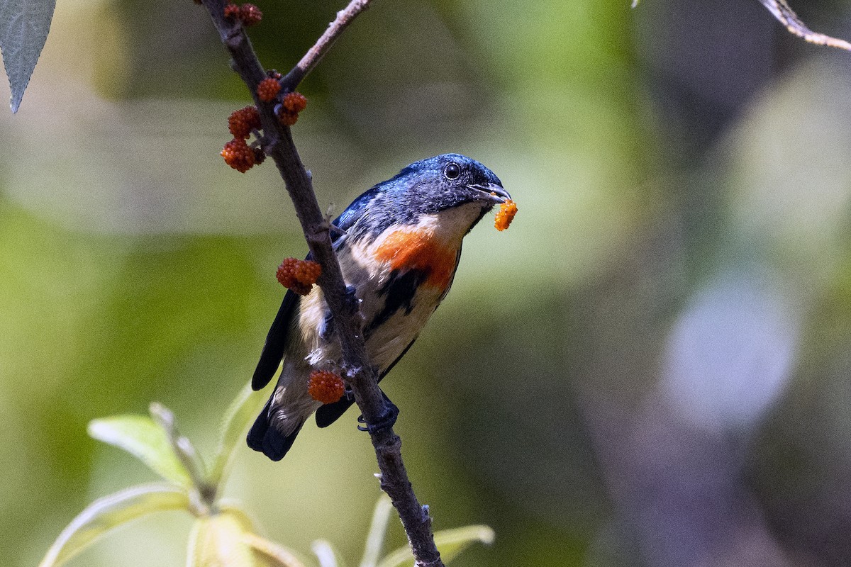 Fire-breasted Flowerpecker - ML617711681