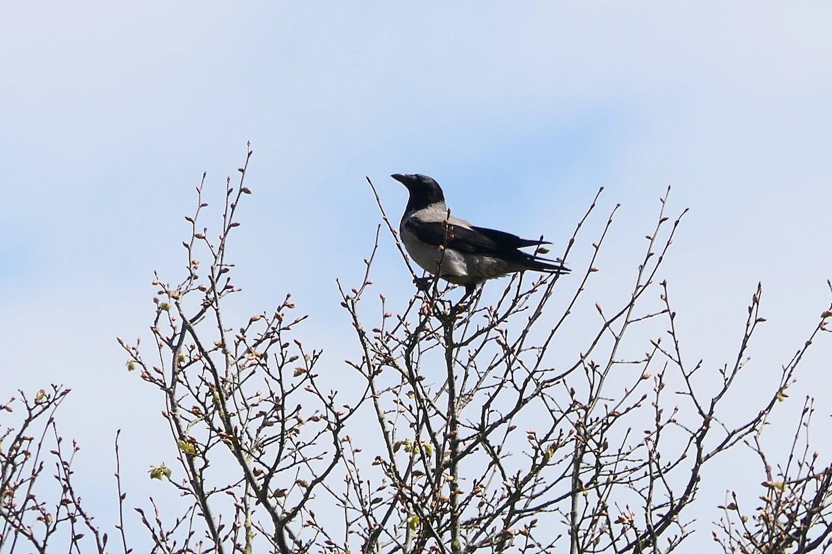 Hooded Crow - ML617711694