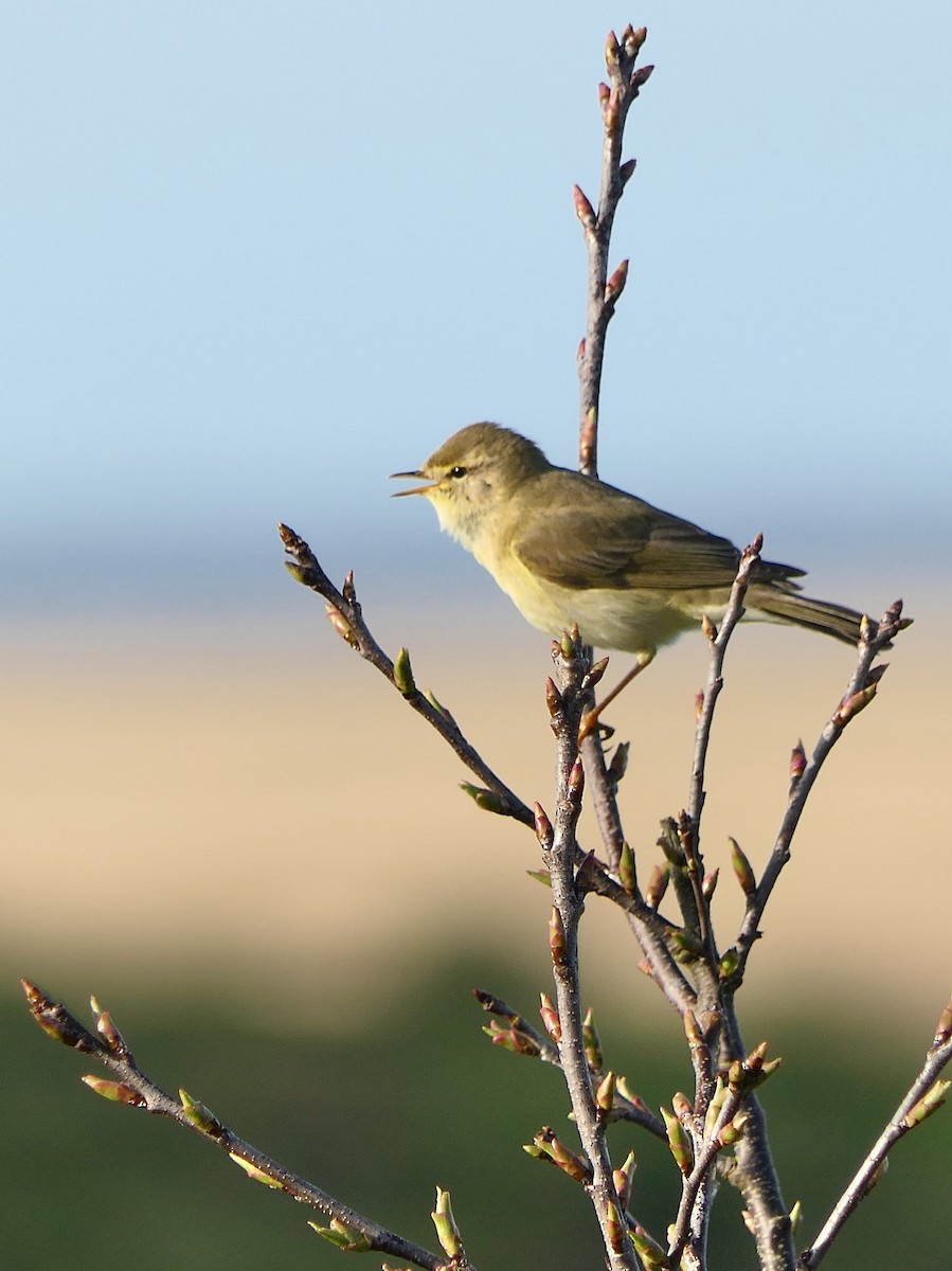 Willow Warbler - ML617711707