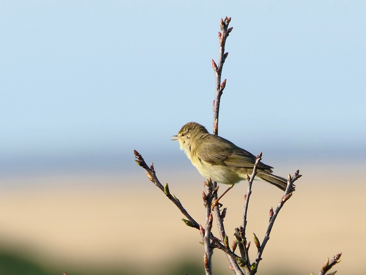 Willow Warbler - ML617711708