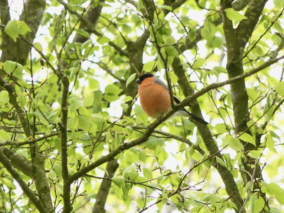 Eurasian Bullfinch - Hein Prinsen