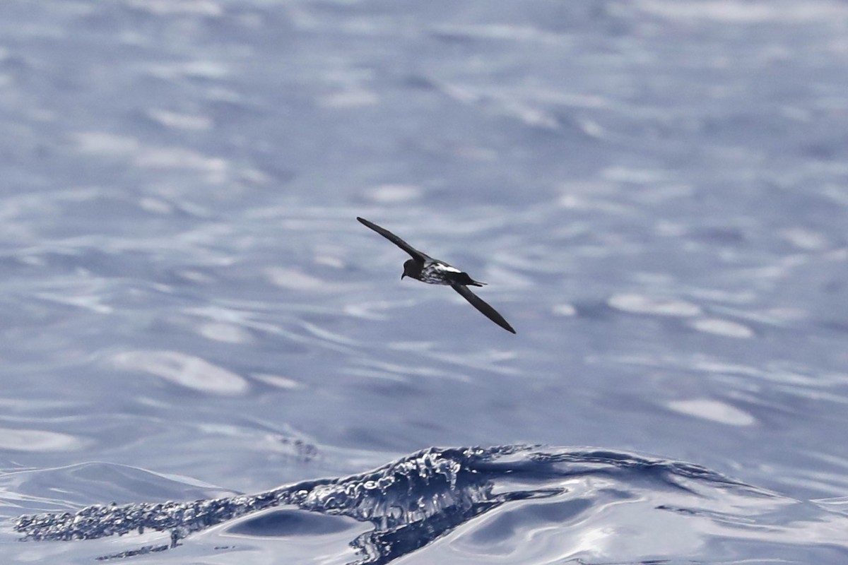 New Caledonian Storm-Petrel - ML617711720