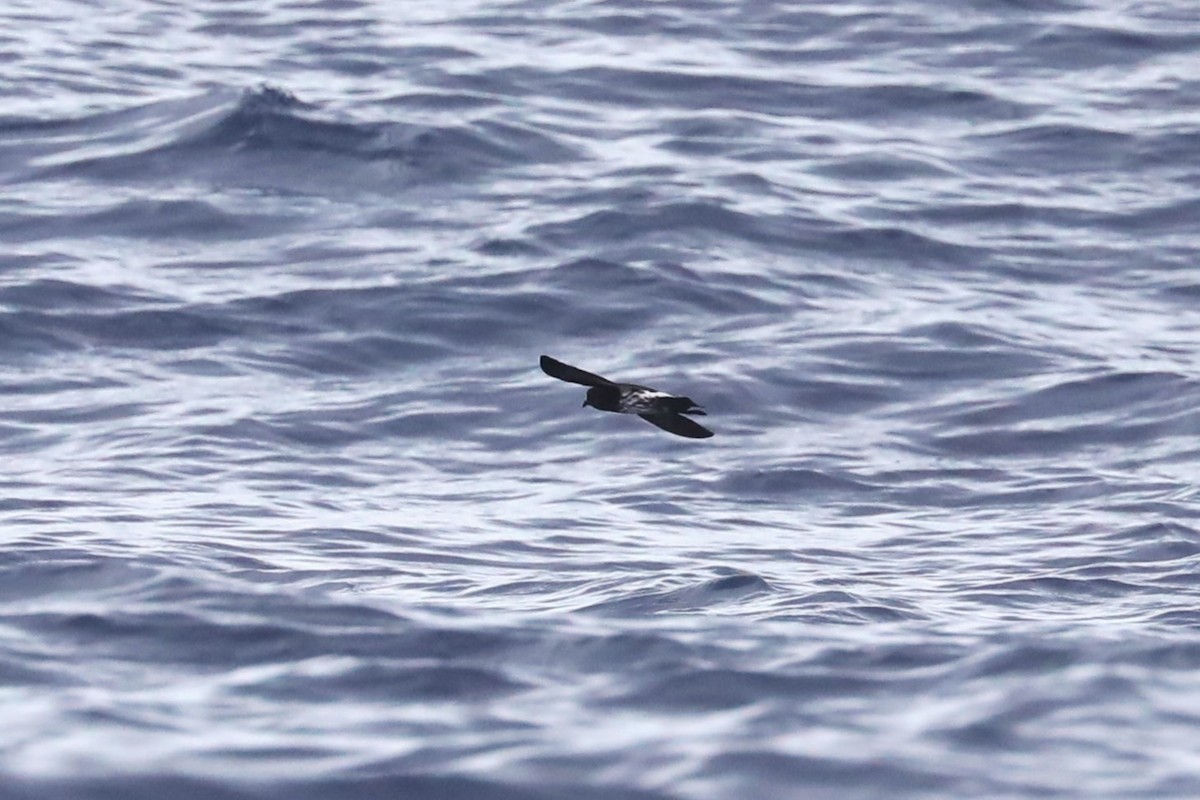 New Caledonian Storm-Petrel - ML617711721