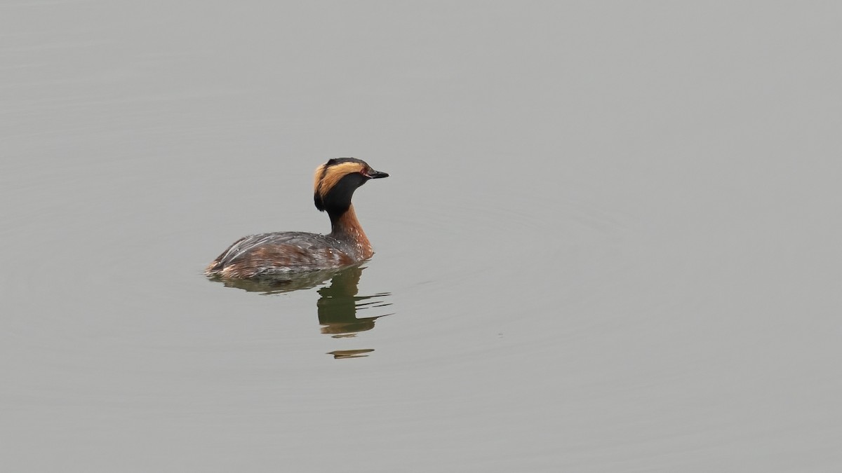 Horned Grebe - ML617711726