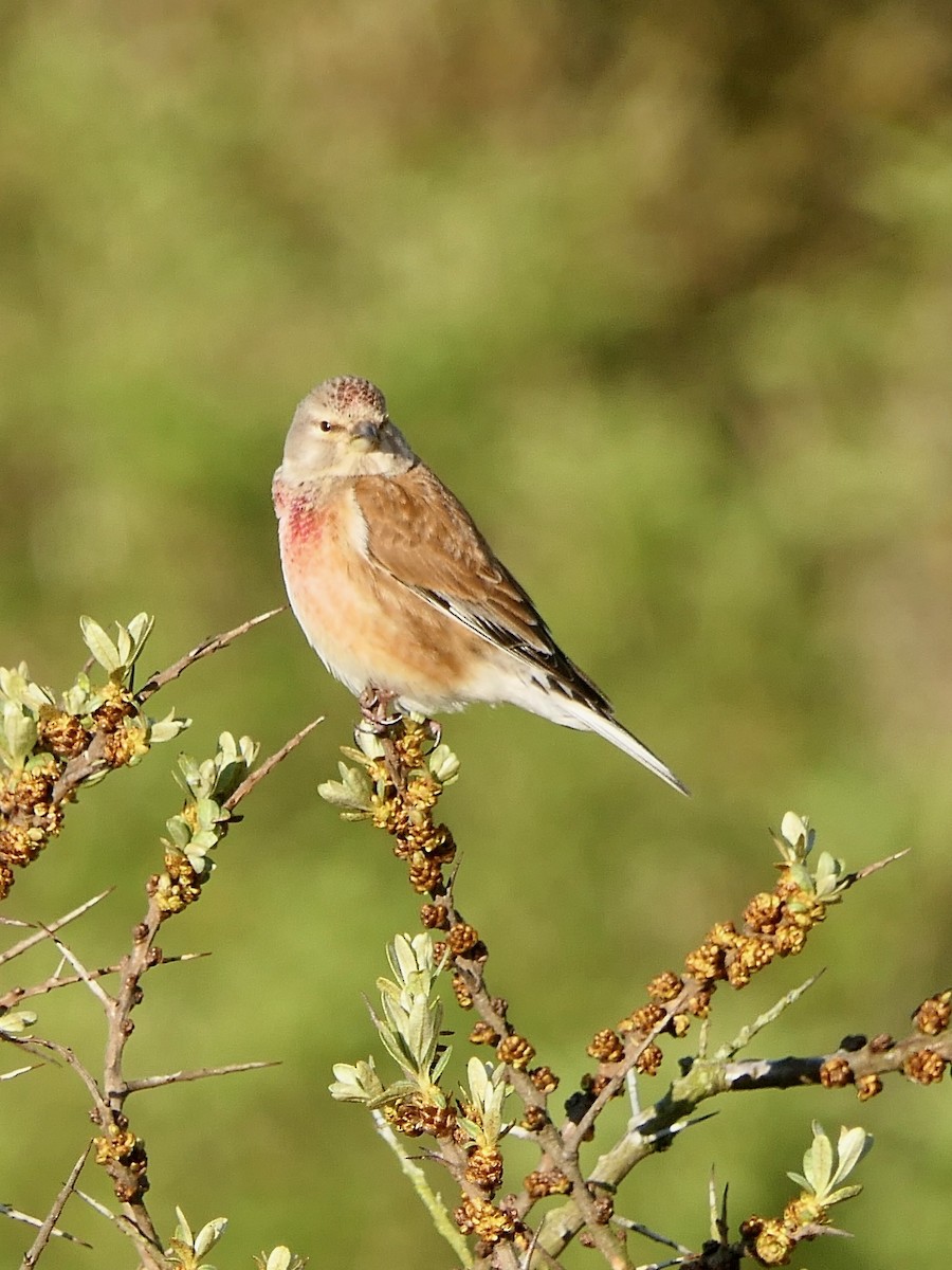 Eurasian Linnet - Hein Prinsen