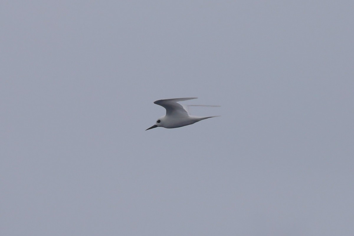 White Tern - ML617711754