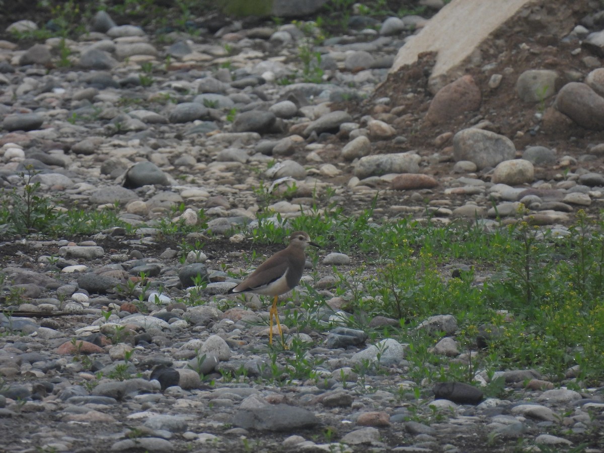 White-tailed Lapwing - ML617711770