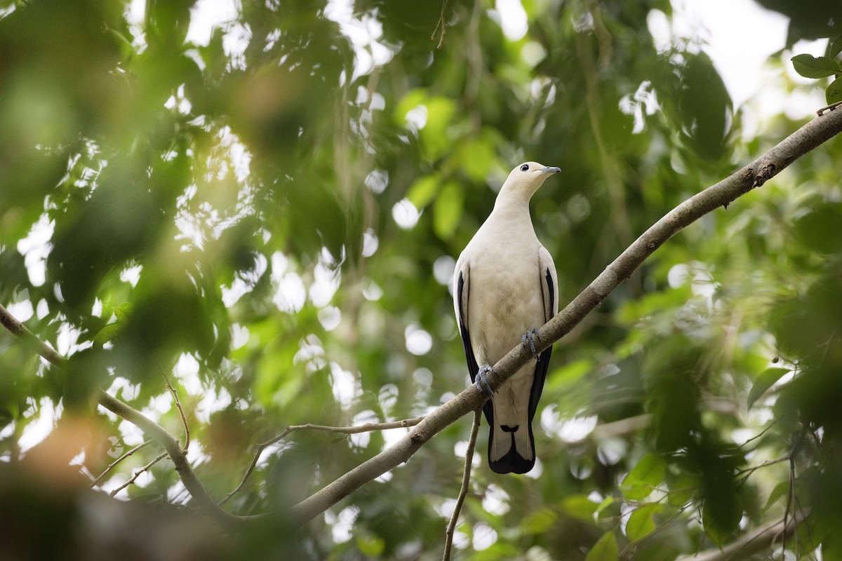 Pied Imperial-Pigeon - Jan-Peter  Kelder