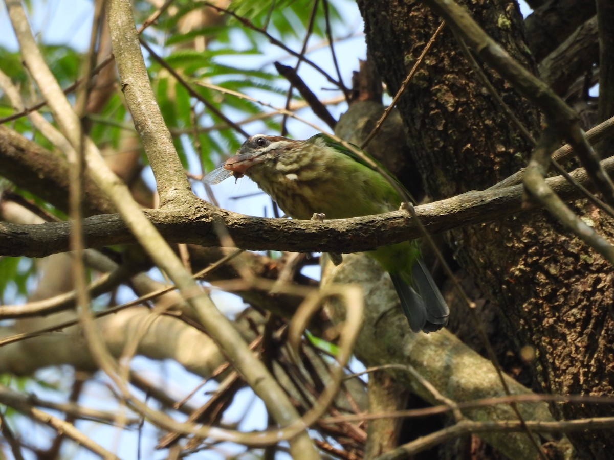 White-cheeked Barbet - ML617711777