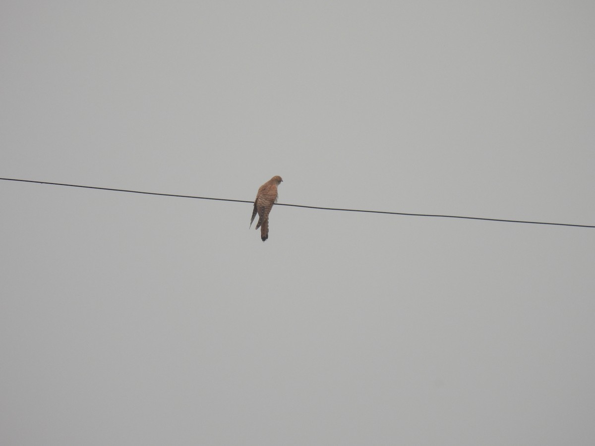 Common Cuckoo - ML617711778