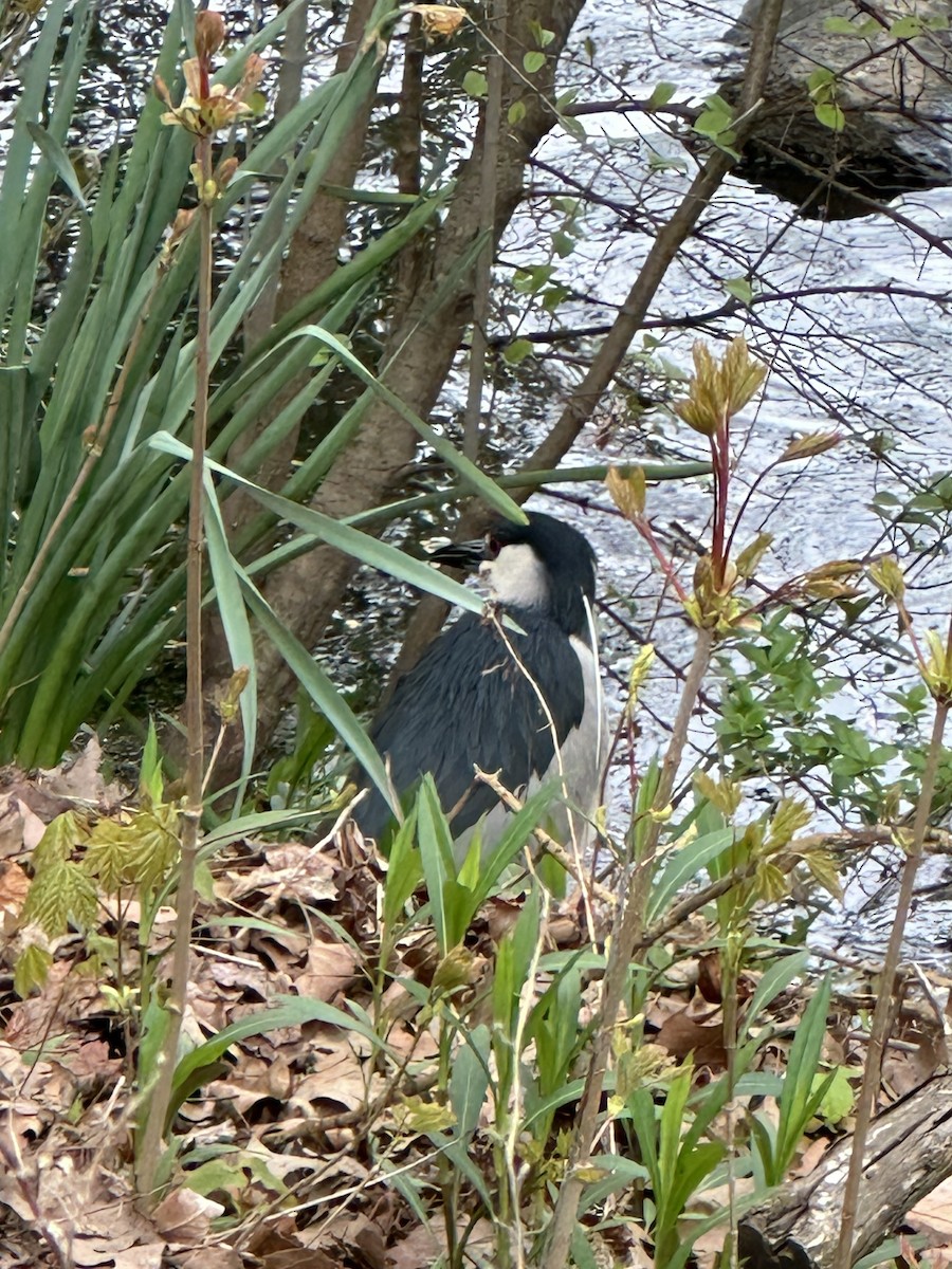 Black-crowned Night Heron - Harry Kohl