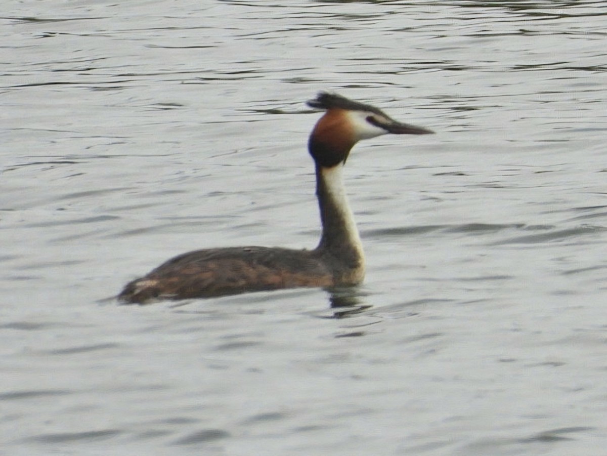 Great Crested Grebe - ML617711793