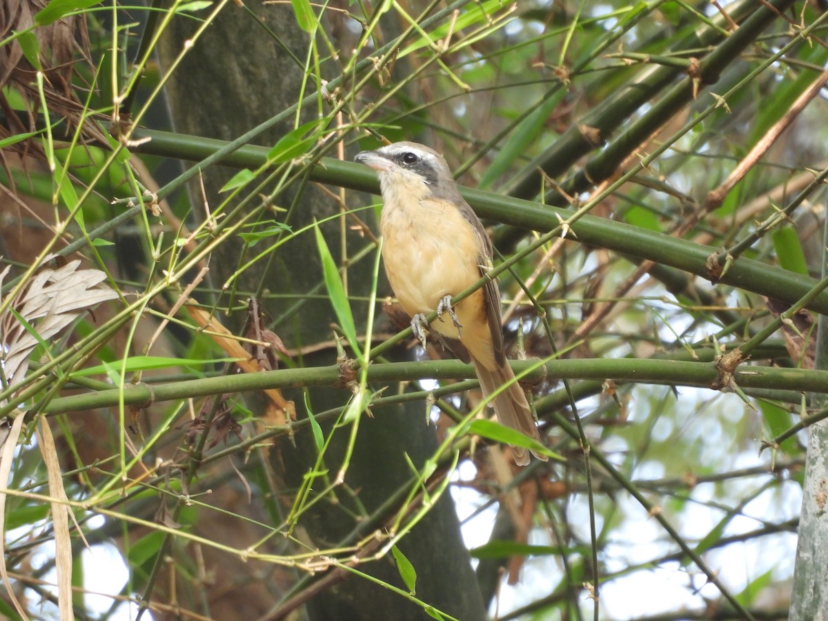 Brown Shrike - ML617711798