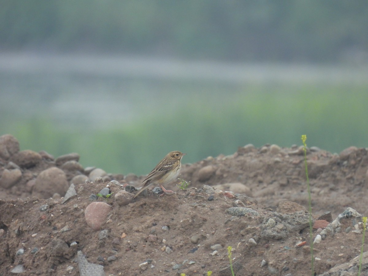 Tree Pipit - ML617711805