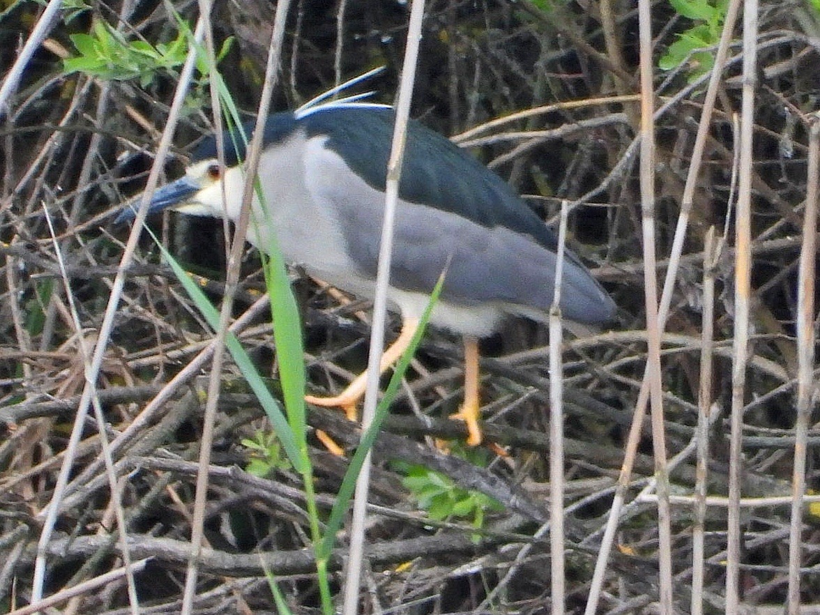 Black-crowned Night Heron - ML617711806